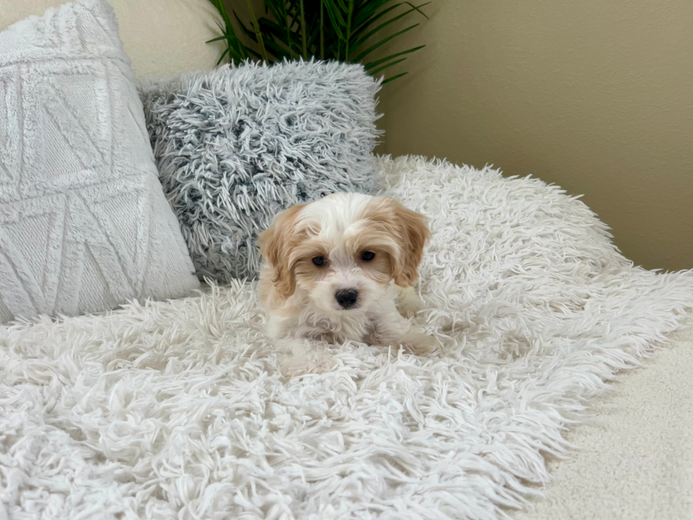 Cute Cavalier Designer Puppy