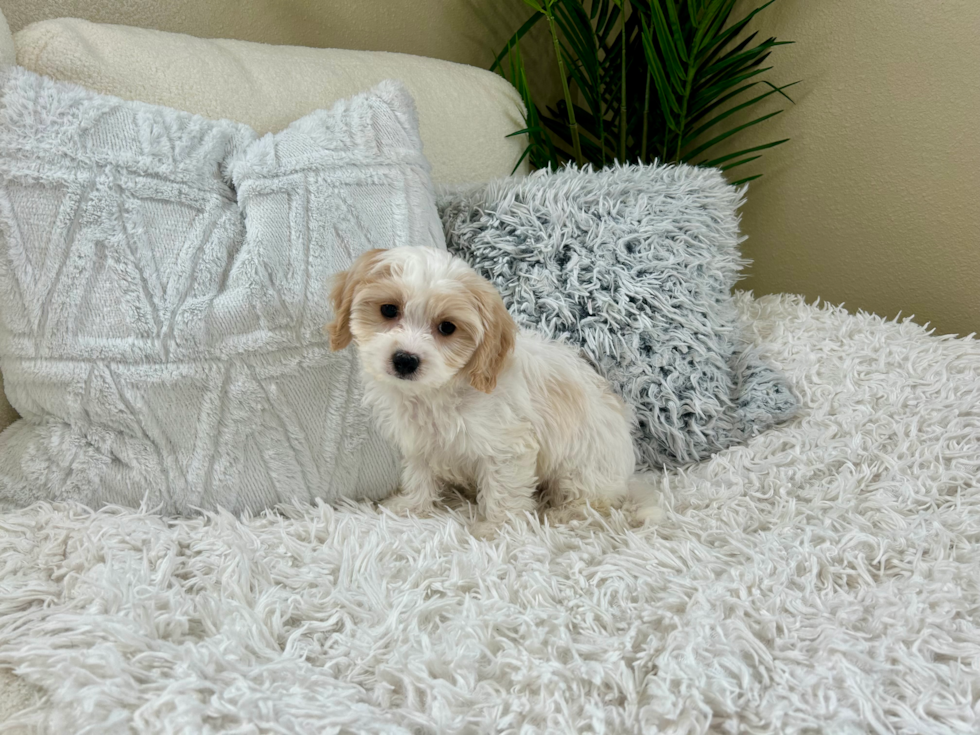 Cavachon Puppy for Adoption