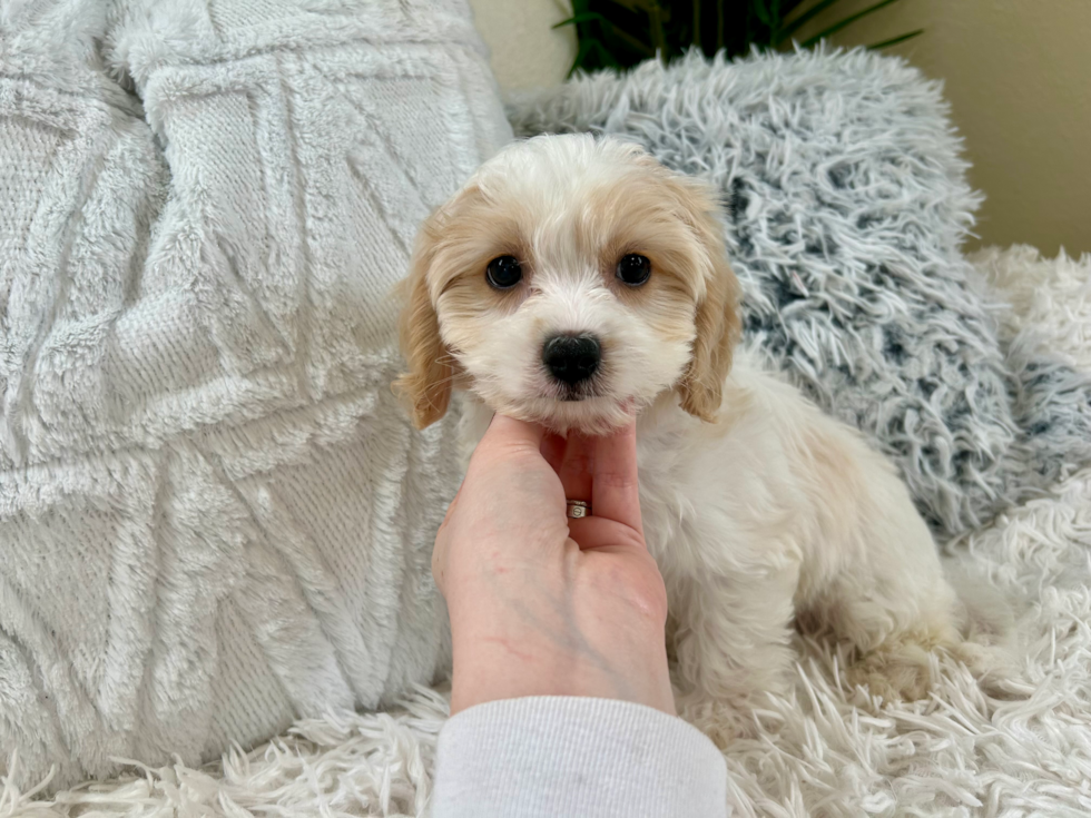 Cute Cavalier Designer Puppy