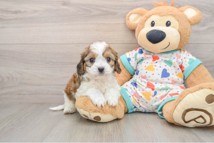 Playful Cavalier Bichon Designer Puppy