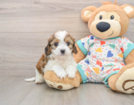 5 week old Cavachon Puppy For Sale - Lone Star Pups