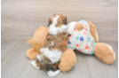 Sweet Cavachon Baby