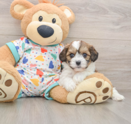 8 week old Cavachon Puppy For Sale - Lone Star Pups