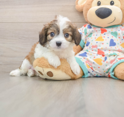 6 week old Cavachon Puppy For Sale - Lone Star Pups