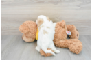 Hypoallergenic Cavalier Designer Puppy