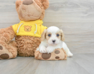 5 week old Cavachon Puppy For Sale - Lone Star Pups