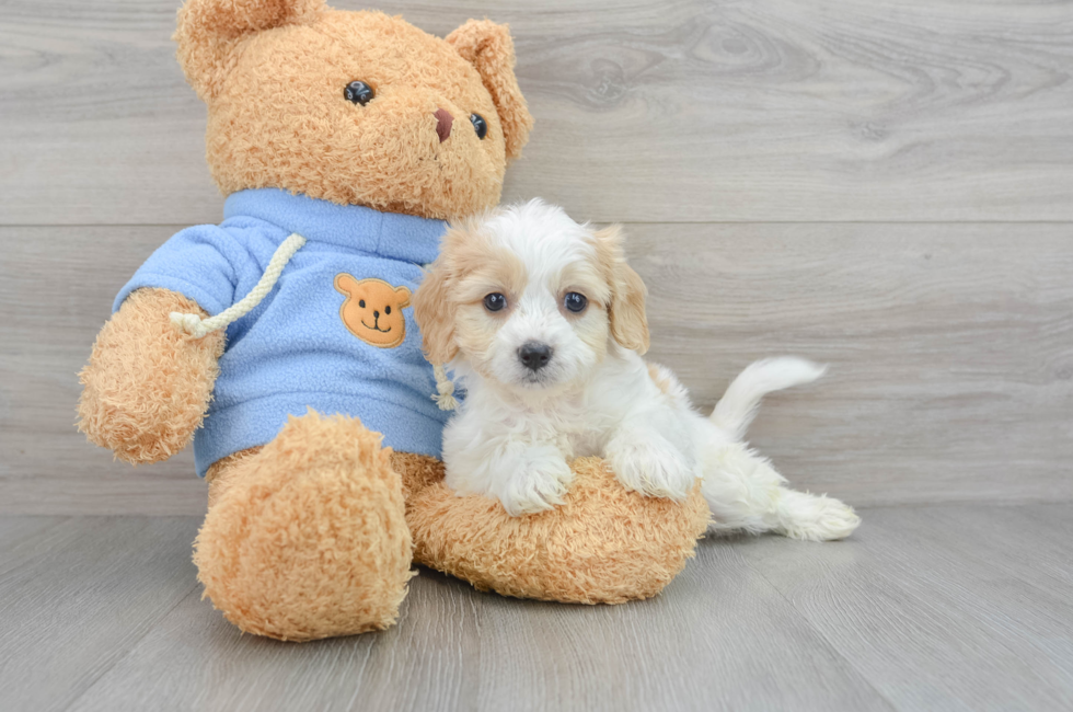 6 week old Cavachon Puppy For Sale - Lone Star Pups