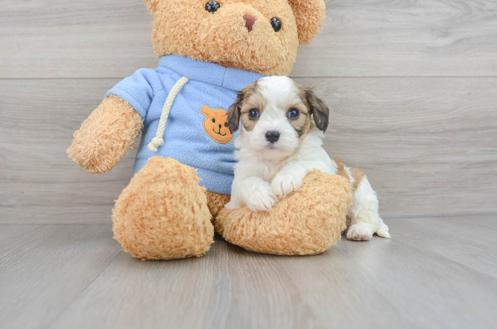 6 week old Cavachon Puppy For Sale - Lone Star Pups