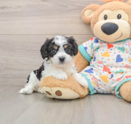 6 week old Cavachon Puppy For Sale - Lone Star Pups