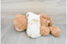 Cavachon Pup Being Cute