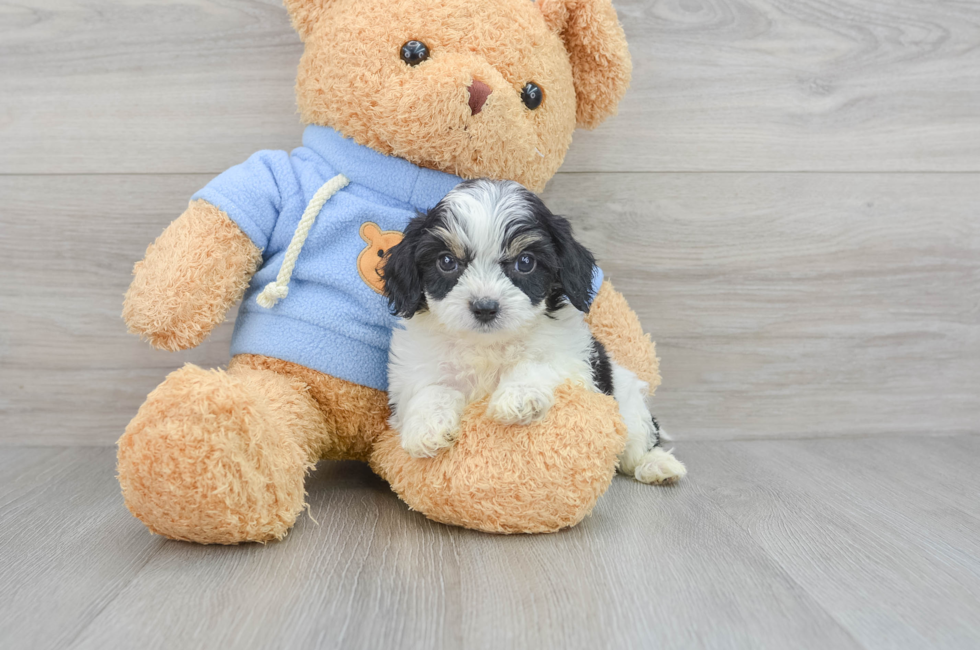 6 week old Cavachon Puppy For Sale - Lone Star Pups