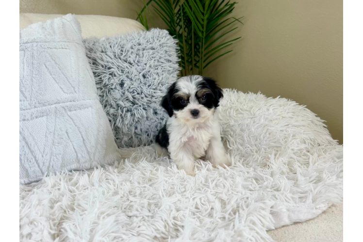 Cute Cavachon Designer Pup