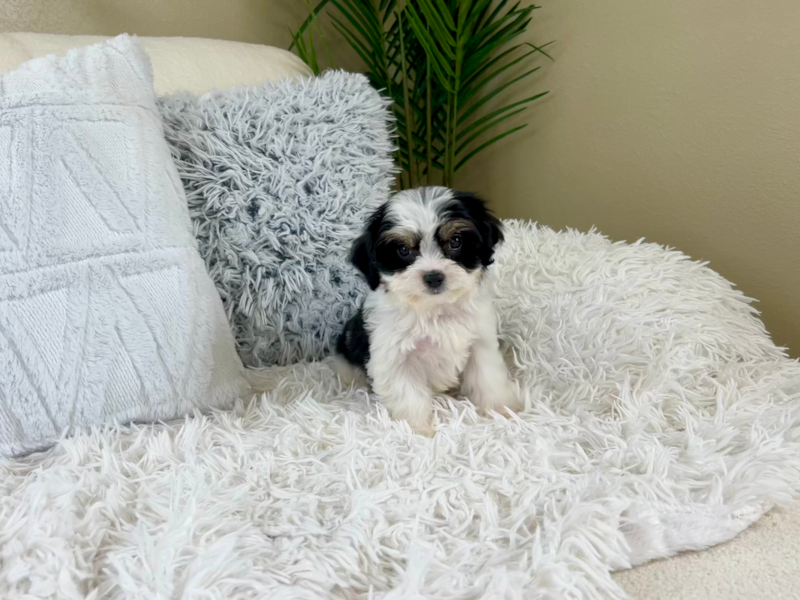 Meet Keurig - our Cavachon Puppy Photo 1/10 - Lone Star Pups