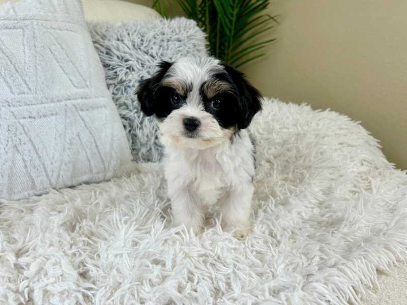 Meet Keurig - our Cavachon Puppy Photo 2/10 - Lone Star Pups
