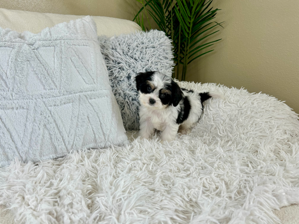 Cute Cavalier Designer Puppy