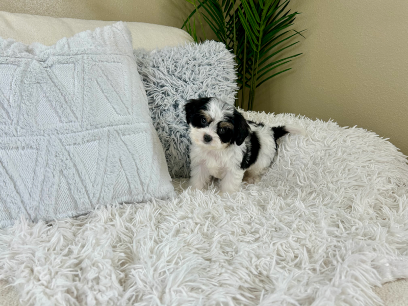 Meet Keurig - our Cavachon Puppy Photo 3/10 - Lone Star Pups