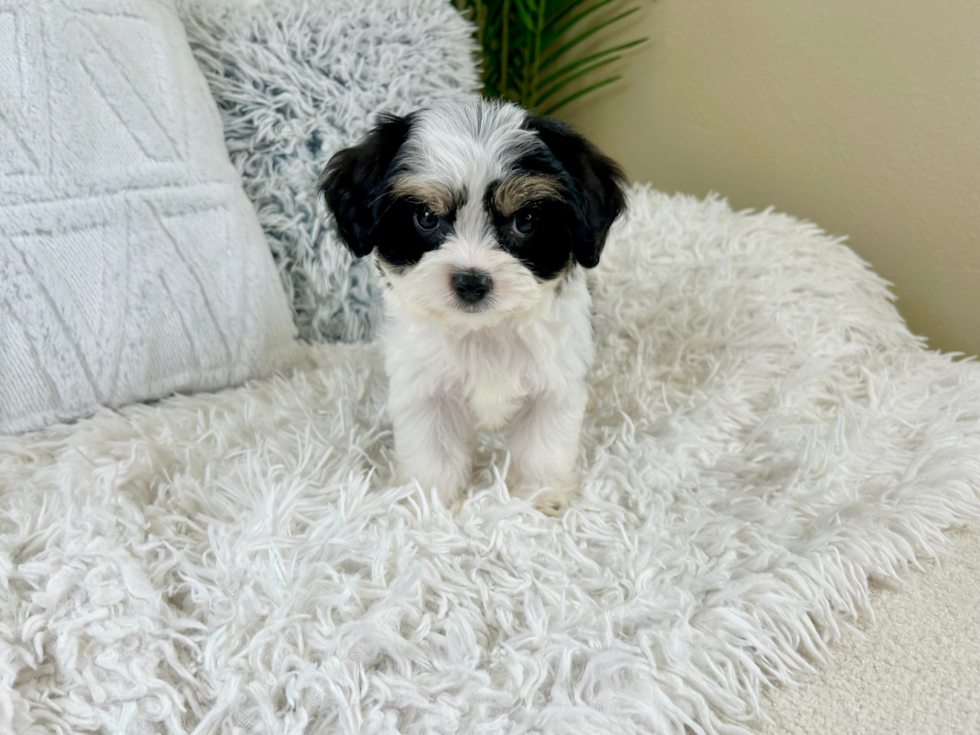 Cavachon Pup Being Cute