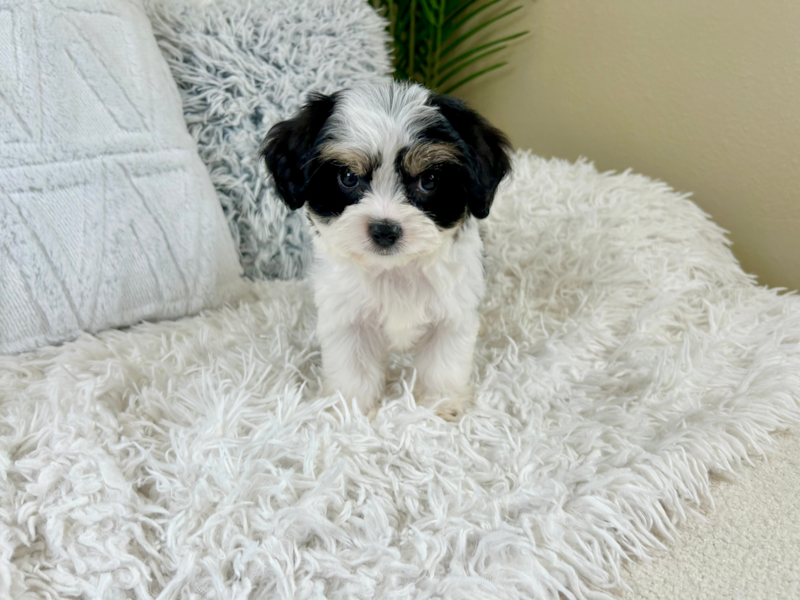 Meet Keurig - our Cavachon Puppy Photo 4/10 - Lone Star Pups