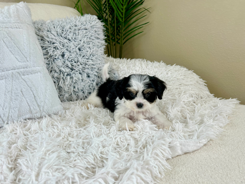 Meet Keurig - our Cavachon Puppy Photo 5/10 - Lone Star Pups
