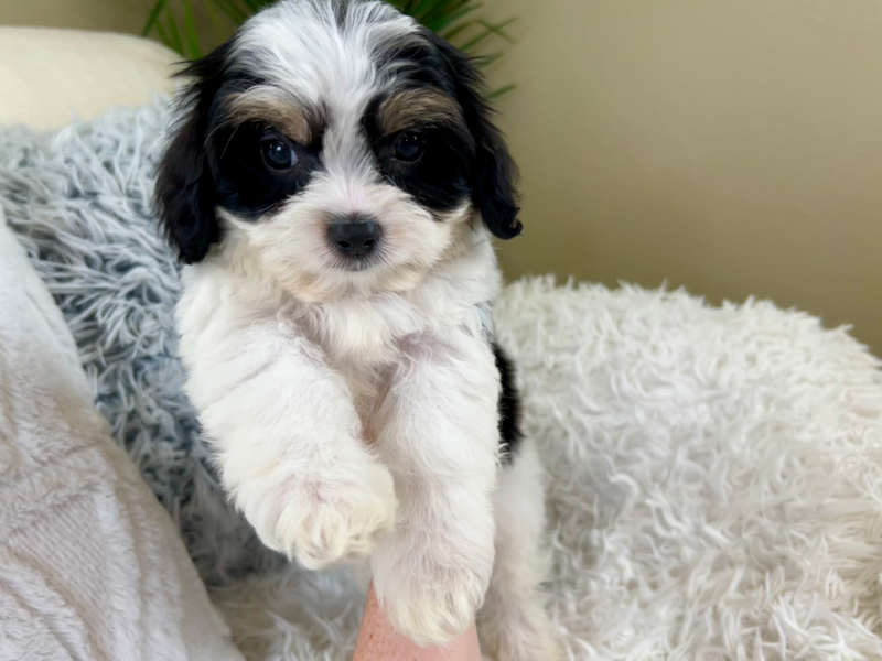 Meet Keurig - our Cavachon Puppy Photo 6/10 - Lone Star Pups