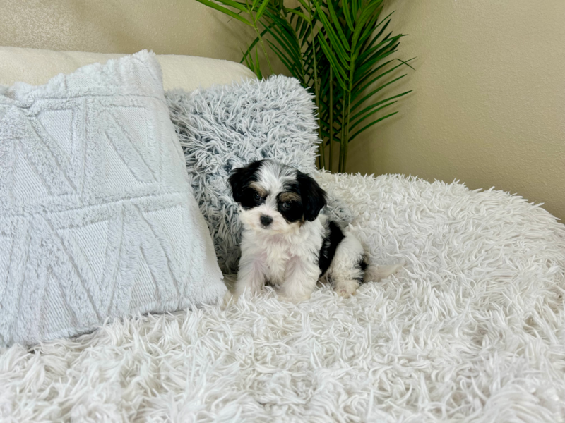 Meet Keurig - our Cavachon Puppy Photo 7/10 - Lone Star Pups