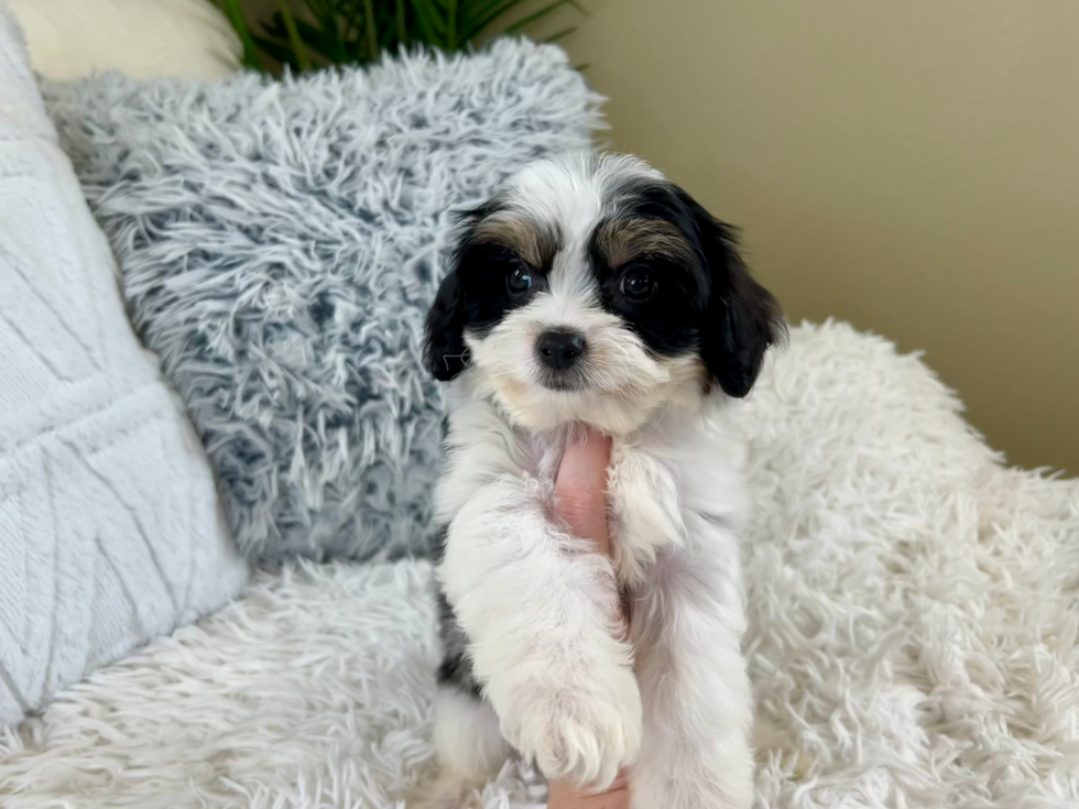 Cute Cavachon Designer Pup