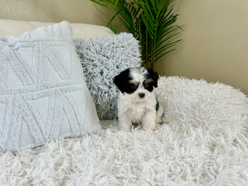 Meet Keurig - our Cavachon Puppy Photo 9/10 - Lone Star Pups