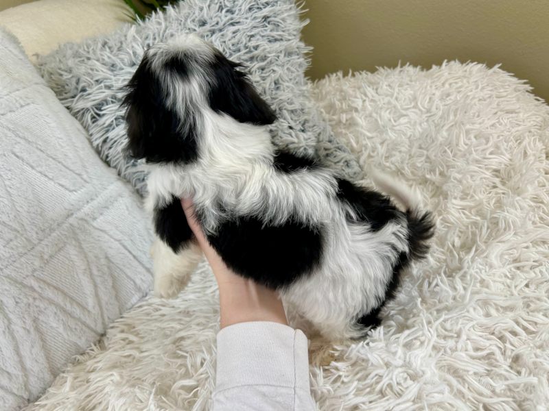 Meet Keurig - our Cavachon Puppy Photo 10/10 - Lone Star Pups