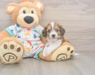 6 week old Cavachon Puppy For Sale - Lone Star Pups