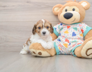 5 week old Cavachon Puppy For Sale - Lone Star Pups