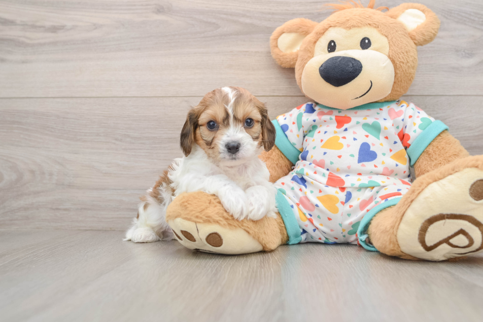 Petite Cavachon Designer Pup