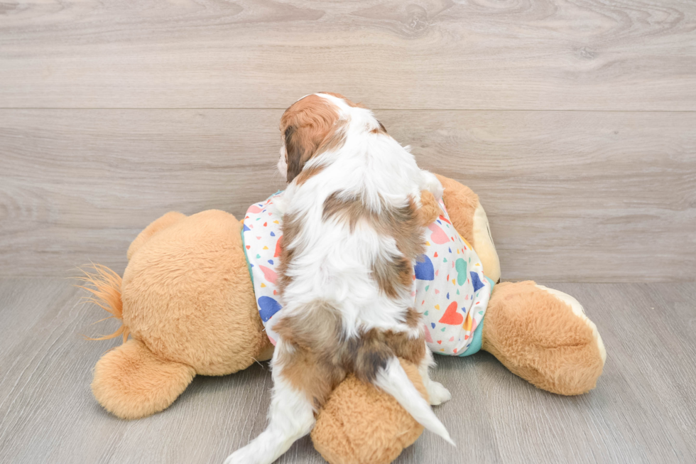 Popular Cavachon Designer Pup