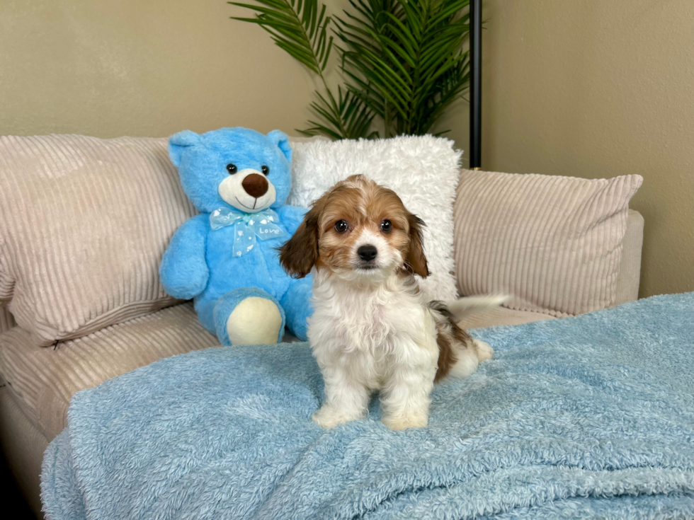 Cavachon Pup Being Cute
