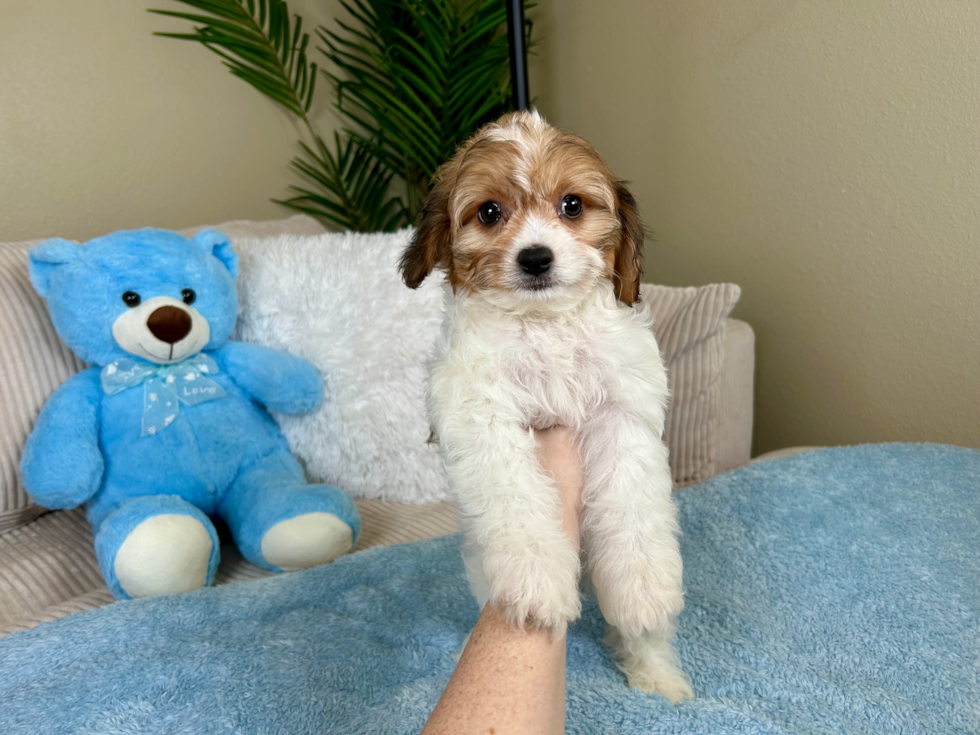 Cute Cavachon Baby