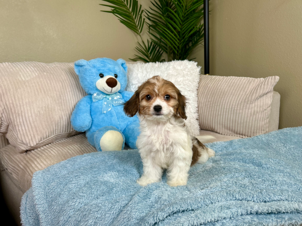 Cute Cavalier Bichon Designer Puppy