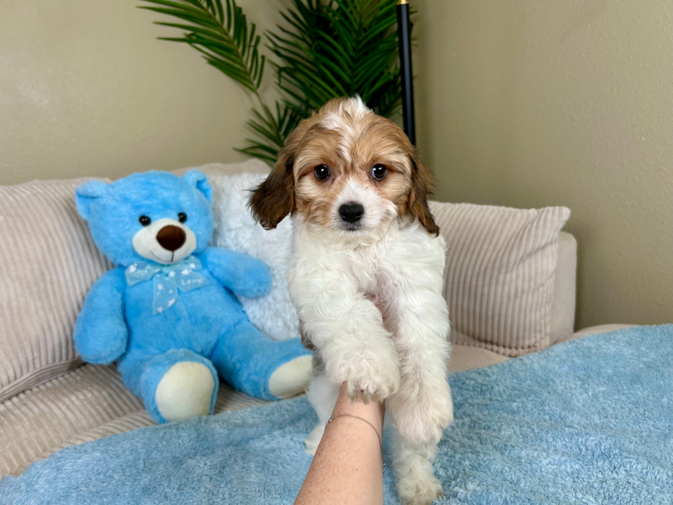 Best Cavachon Baby