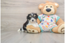Cavachon Puppy for Adoption