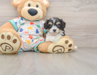 5 week old Cavachon Puppy For Sale - Lone Star Pups