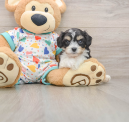 7 week old Cavachon Puppy For Sale - Lone Star Pups
