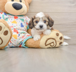 6 week old Cavachon Puppy For Sale - Lone Star Pups