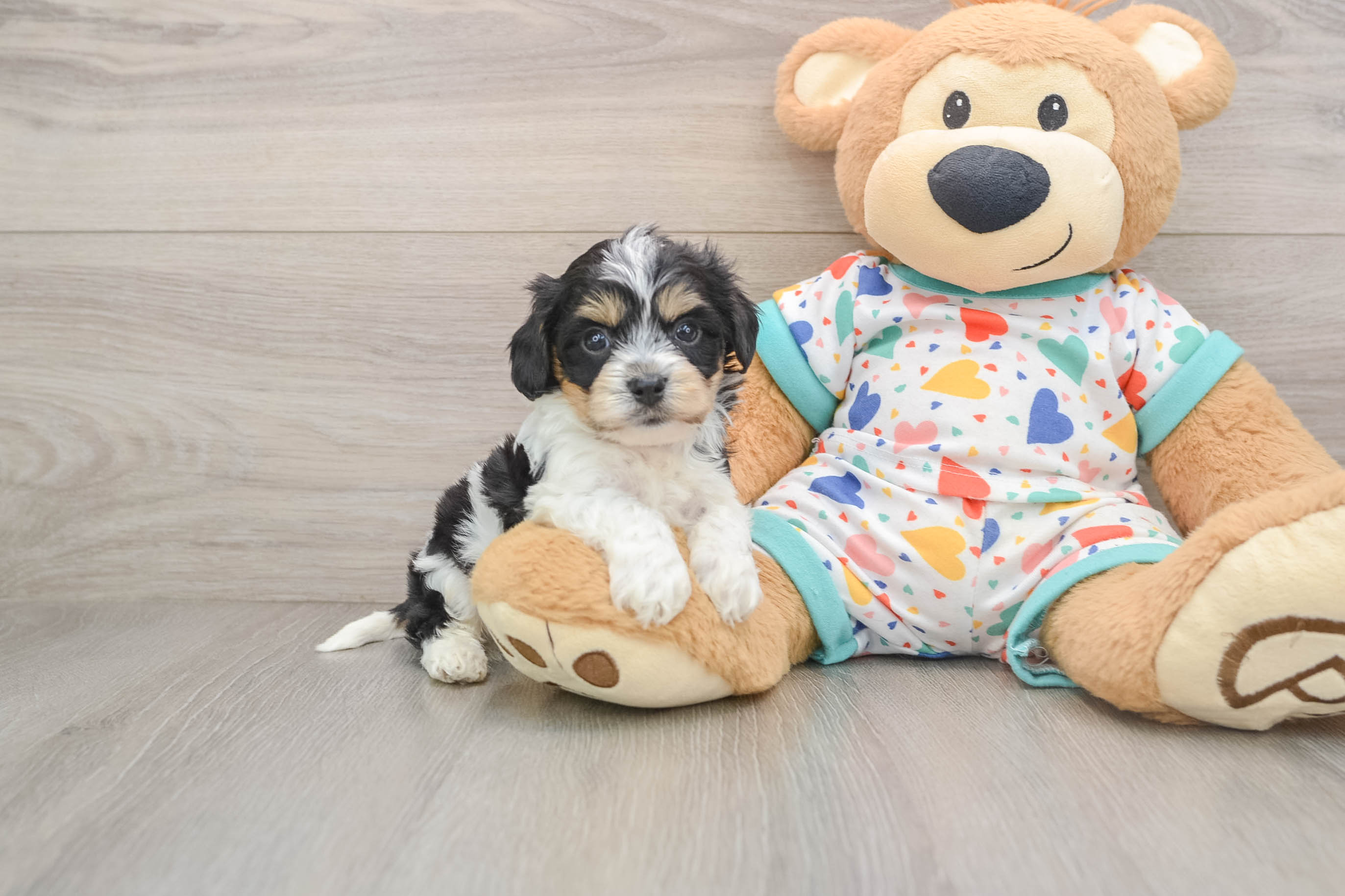 Cavachon Pup Being Cute