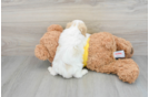 Cavachon Pup Being Cute