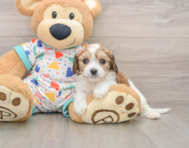 5 week old Cavachon Puppy For Sale - Lone Star Pups