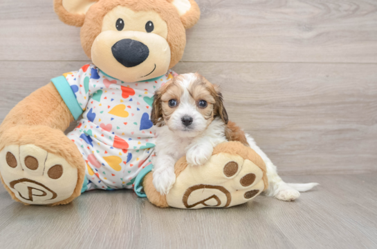 Petite Cavachon Designer Pup