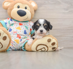 7 week old Cavachon Puppy For Sale - Lone Star Pups
