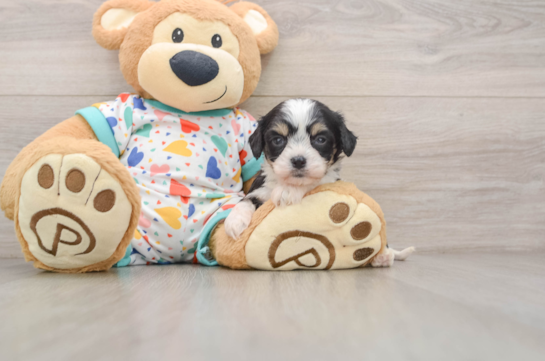 Sweet Cavachon Baby