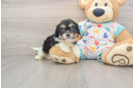 Cavachon Puppy for Adoption