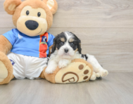 5 week old Cavachon Puppy For Sale - Lone Star Pups