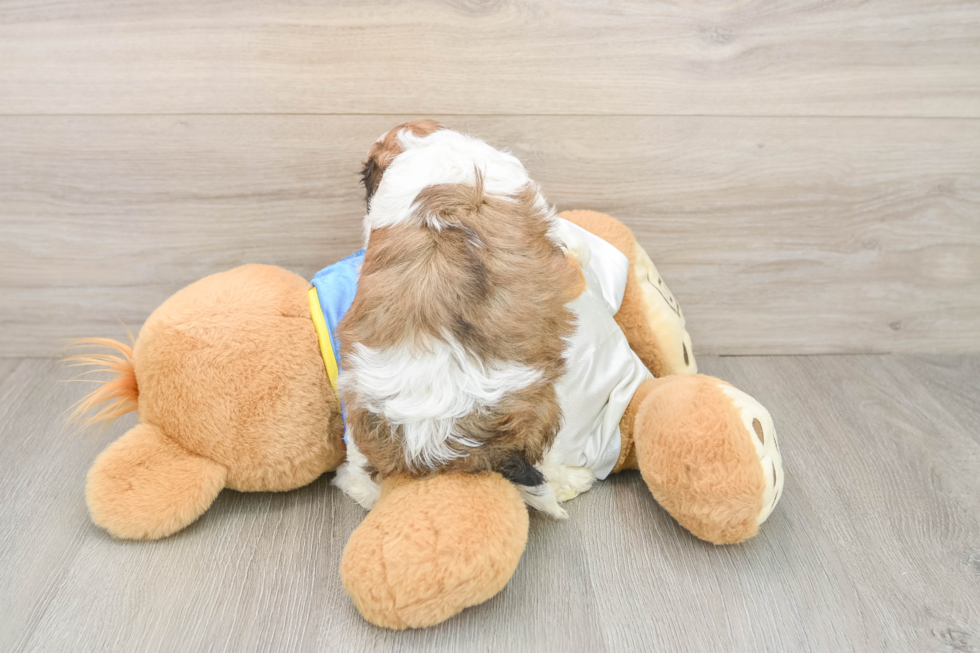 Cavachon Puppy for Adoption