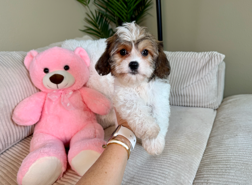 Cute Cavalier Bichon Designer Puppy